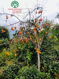 CÂY HỒNG GIÒN