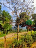 CÂY HỒNG GIÒN