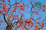 CÂY HỒNG GIÒN