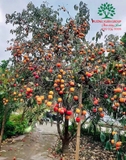 CÂY HỒNG GIÒN