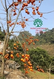 CÂY HỒNG GIÒN