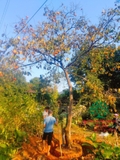 CÂY HỒNG GIÒN
