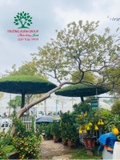 CÂY ỔI