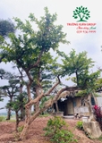 CÂY ỔI