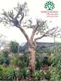 CÂY ỔI