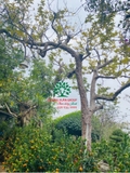 CÂY ỔI