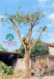 CÂY ỔI