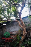 CÂY ỔI