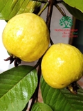CÂY ỔI