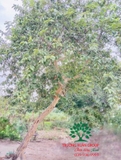 CÂY ỔI