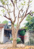CÂY ỔI