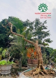 CÂY ỔI