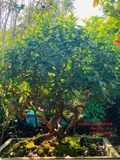 CÂY ỔI