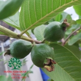CÂY ỔI