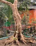 CÂY ỔI