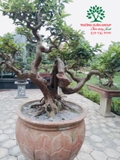 CÂY ỔI