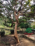 CÂY ỔI