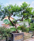 CÂY ỔI