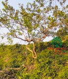CÂY ỔI