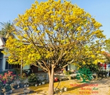 CÂY HOA  MAI VÀNG