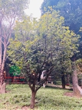 CÂY HOA  MAI VÀNG