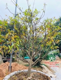 CÂY HOA  MAI VÀNG