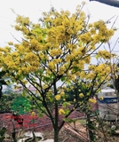 CÂY HOA  MAI VÀNG