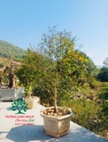 CÂY HOA  MAI VÀNG