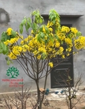 CÂY HOA  MAI VÀNG