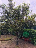 CÂY HOA  MAI VÀNG