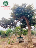 Cây Vú Sữa