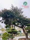 Cây Vú Sữa