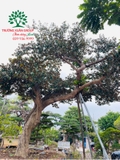 Cây Vú Sữa