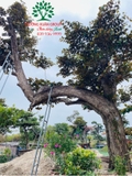Cây Vú Sữa