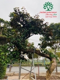 Cây Vú Sữa