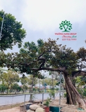 Cây Vú Sữa