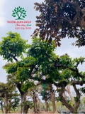 Cây Vú Sữa