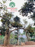 Cây Vú Sữa