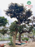 Cây Vú Sữa