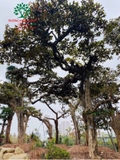 Cây Vú Sữa