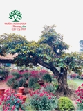 Cây Vú Sữa