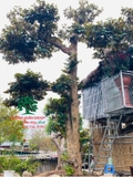 Cây Vú Sữa