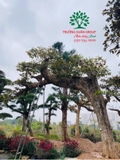 Cây Vú Sữa