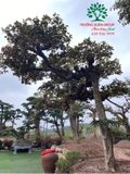 Cây Vú Sữa