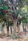 Cây Vú Sữa