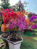 Hoa Giấy