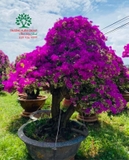 Hoa Giấy