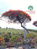 Hoa Giấy