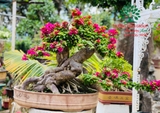 Hoa Giấy