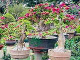 Hoa Giấy